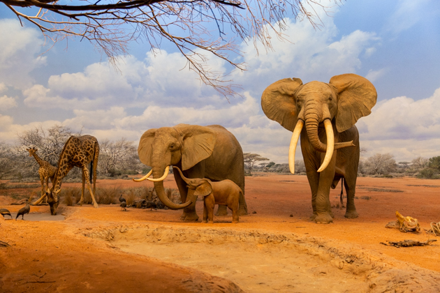 The Los Angeles Natural History Museum - Pretty Little Shoppers