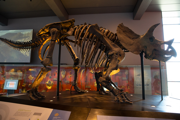 A Visit to The Los Angeles Natural History Museum, Things to do in Los Angeles, Our favorite LA and California hotspots. Los Angeles, California, where to go, where the locals go, travel destinations, things to do with kids, afternoon excursions, Museum Adventures, Dinosaur Exhibit #HowDoYouMuseum