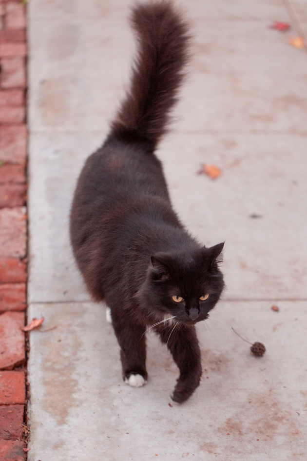 Cute Black Cat