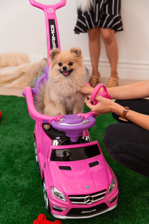 Pomeranian in Toy Car, The Fash Life Series, Behind the Scenes, Palentine's Day, Dog Picnic, Dog Party, Puppy Picnic, Puppy Party, Fashion Blogger TV Show #pomeranian #puppyparty #dogparty 
