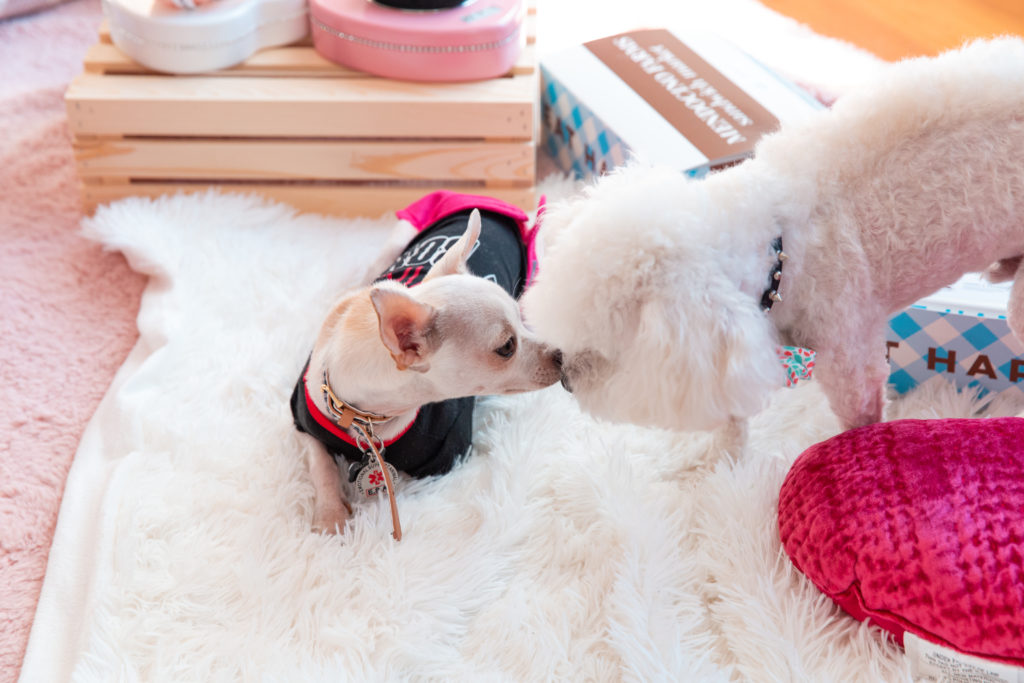 Puppies Kissing, The Fash Life Series, Behind the Scenes, Palentine's Day, Dog Picnic, Dog Party, Puppy Picnic, Puppy Party, Fashion Blogger TV Show #puppies #puppyparty #dogparty 