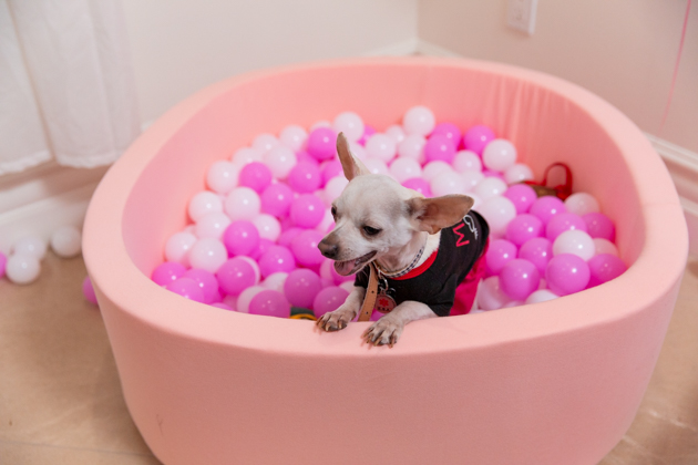 Dog Ball Pitt, The Fash Life Series, Behind the Scenes, Palentine's Day, Dog Picnic, Dog Party, Puppy Picnic, Puppy Party, Fashion Blogger TV Show #dogballpit #puppyparty #dogparty 