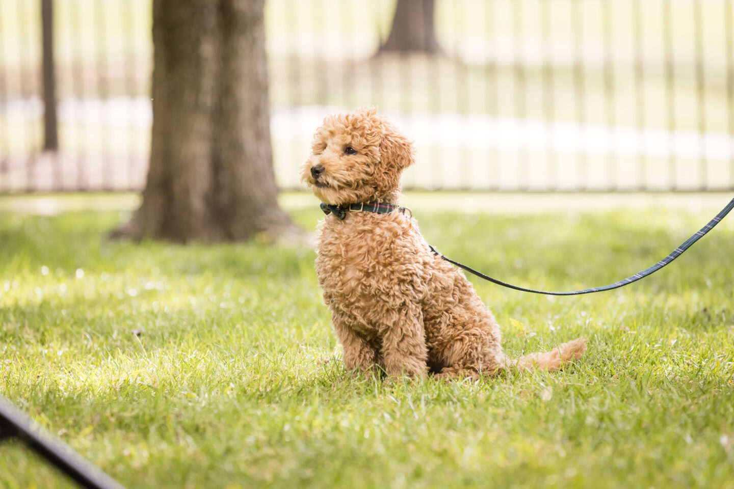 Goldendoodle Puppy, New Puppy Cuteness, Copper Canyon Doodles |Charlie Cupcake by popular Dallas lifestyle blog, Pretty Little Shoppers: image of a goldendoodle puppy. 