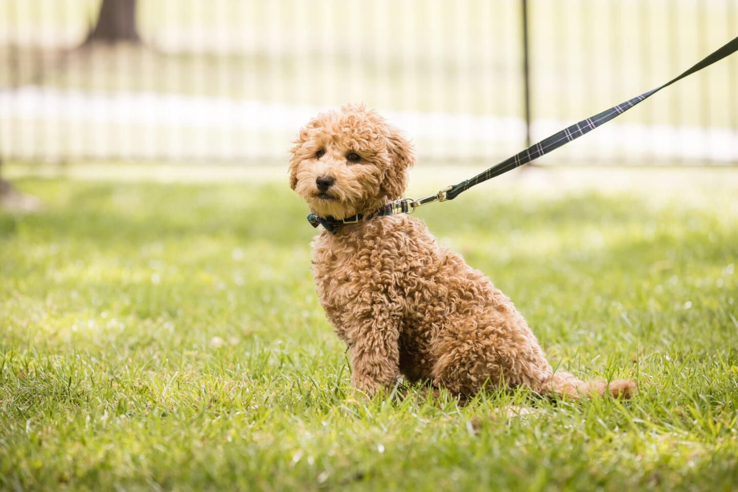 4 Month Old Mini Goldendoodle |Charlie Cupcake by popular Los Dallas lifestyle blog, Pretty Little Shoppers: image of a goldendoodle puppy. 