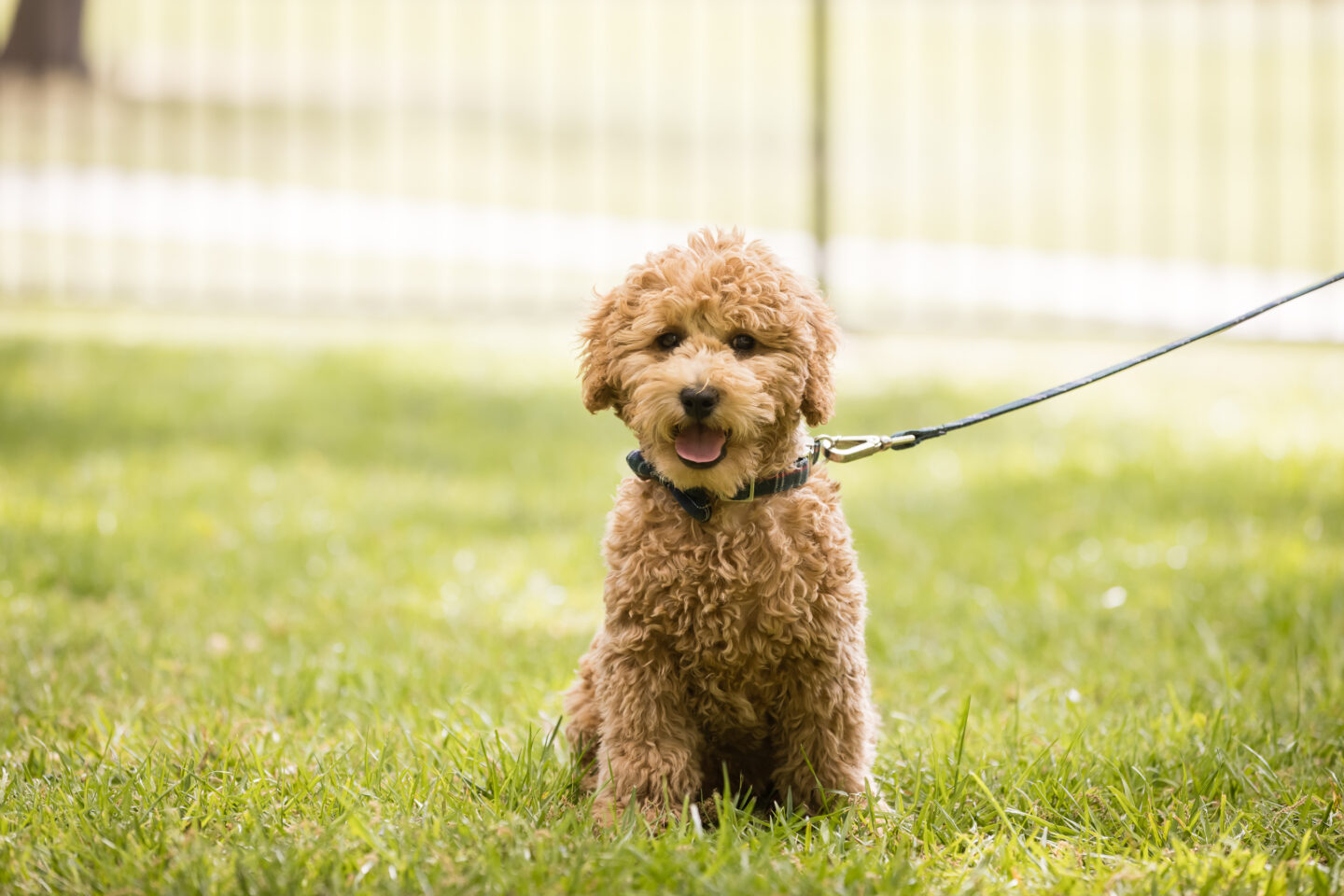 Goldendoodle puppy |Charlie Cupcake by popular Dallas lifestyle blog, Pretty Little Shoppers: image of a goldendoodle puppy. 