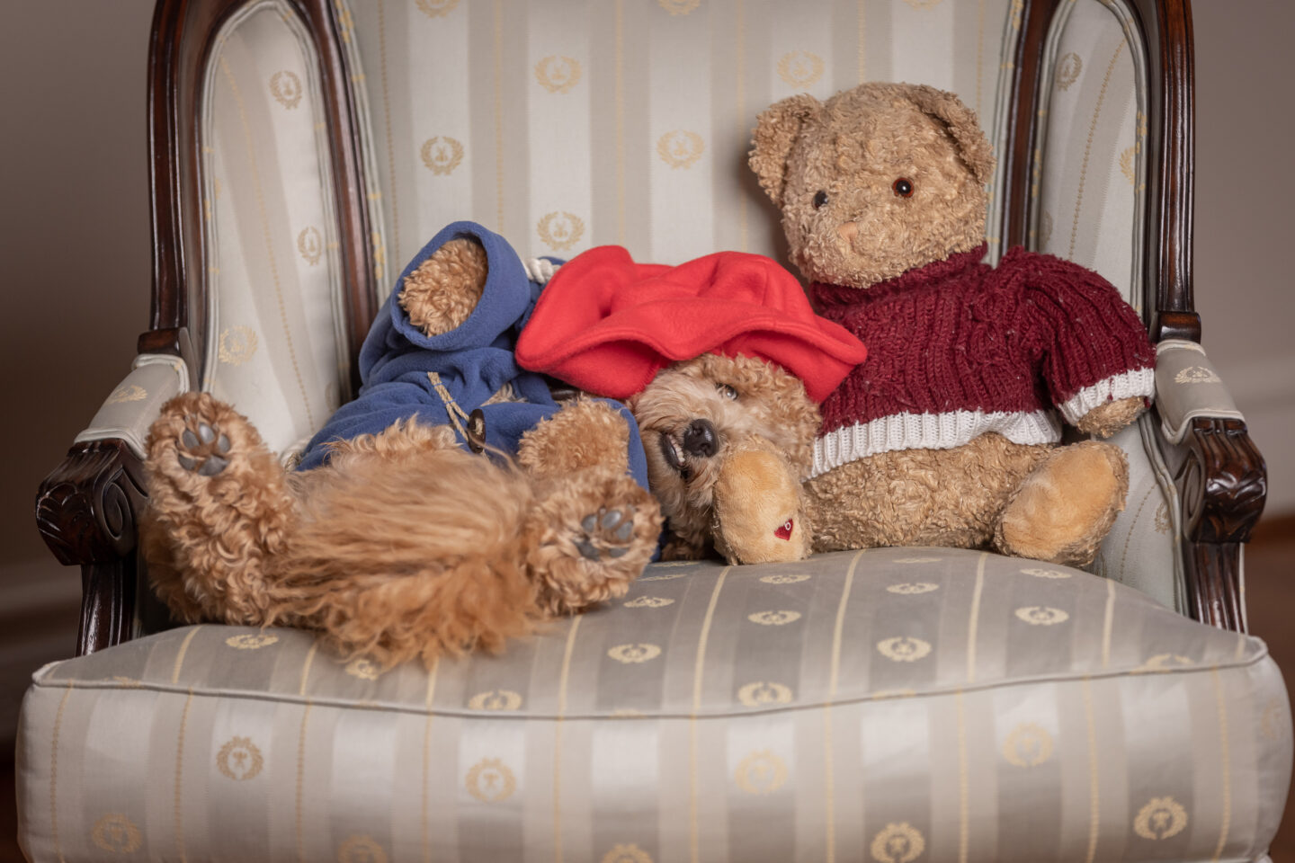 Tired Puppy dressed as Paddington Bear lies down next to Teddy Bear