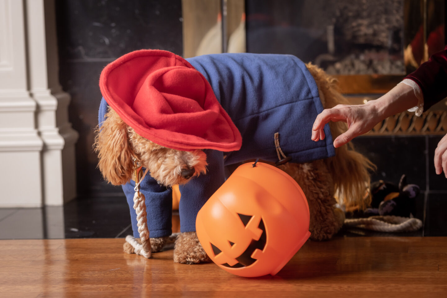 Mini Golden Doodle Puppy, Toy Jack o'lantern