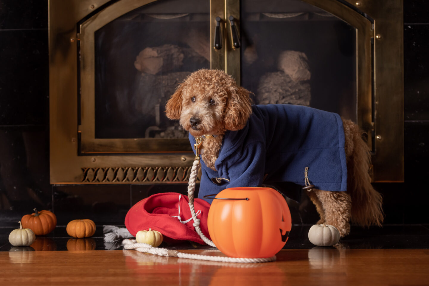 Dog Halloween Costumes, Paddington Bear, Mini Goldendoodle Puppy