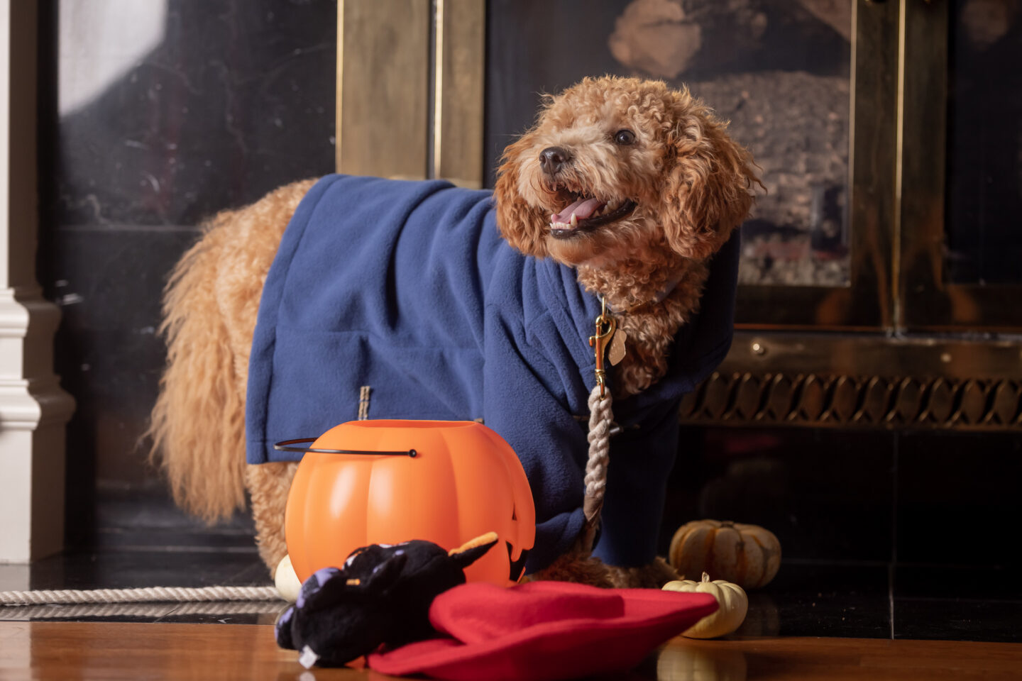 Goldendoodle Puppy wears Paddington Bear Halloween Costume