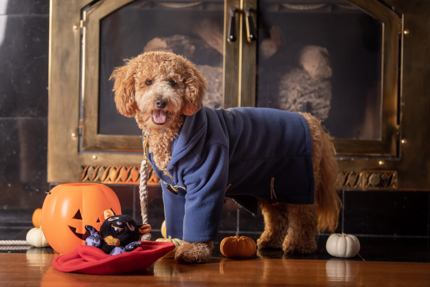 Puppy's First Halloween