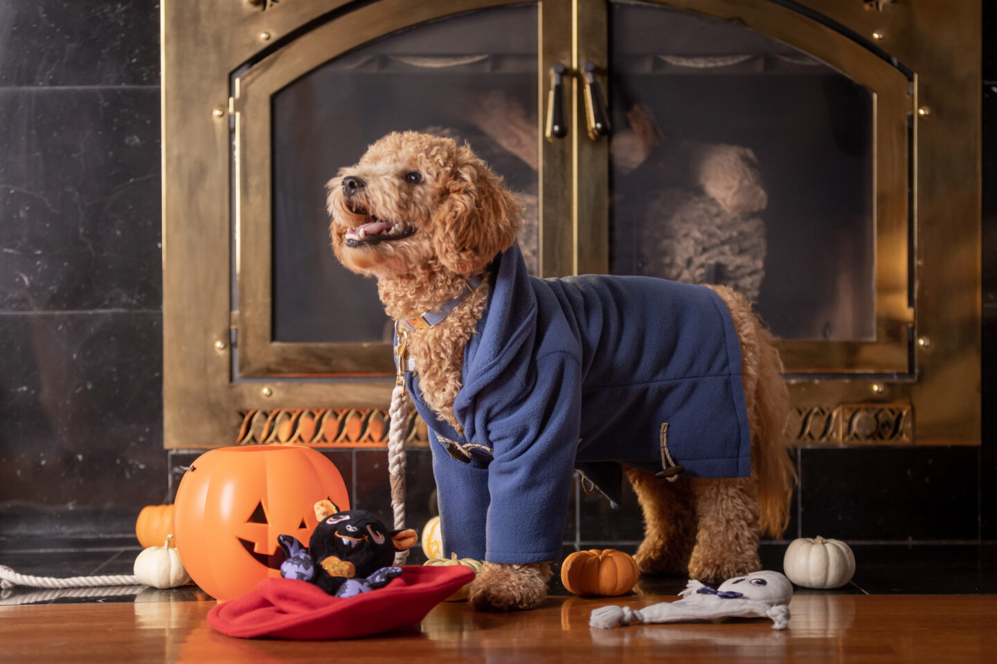 Cute puppy in blue coat, Fireplace, Halloween Toys