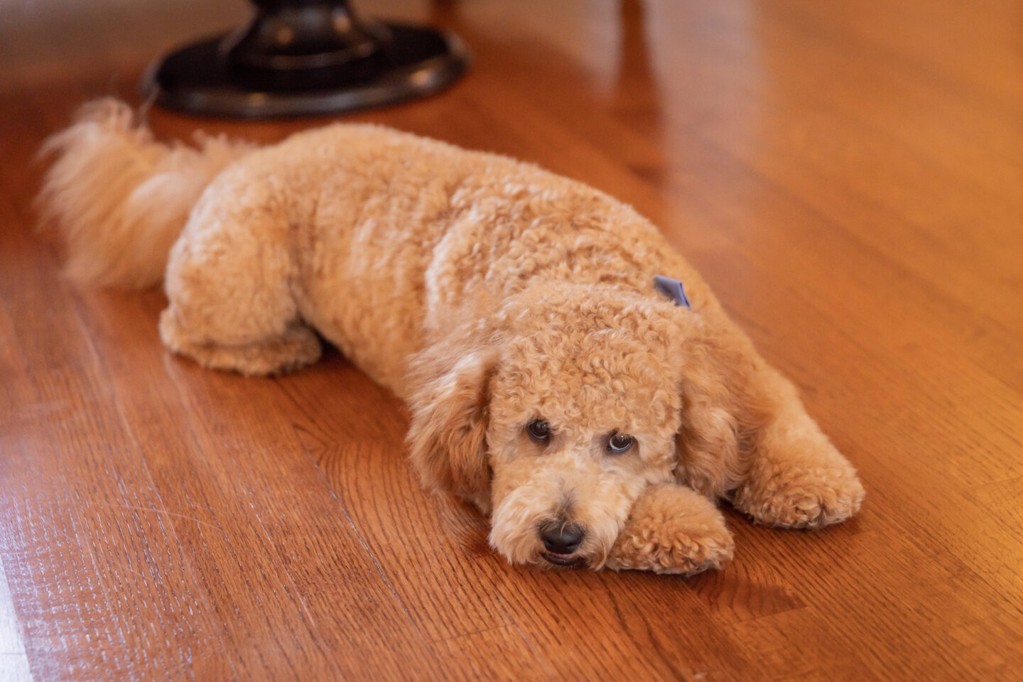 Mini Goldendoodle Charlie Cupcake lies on the floor