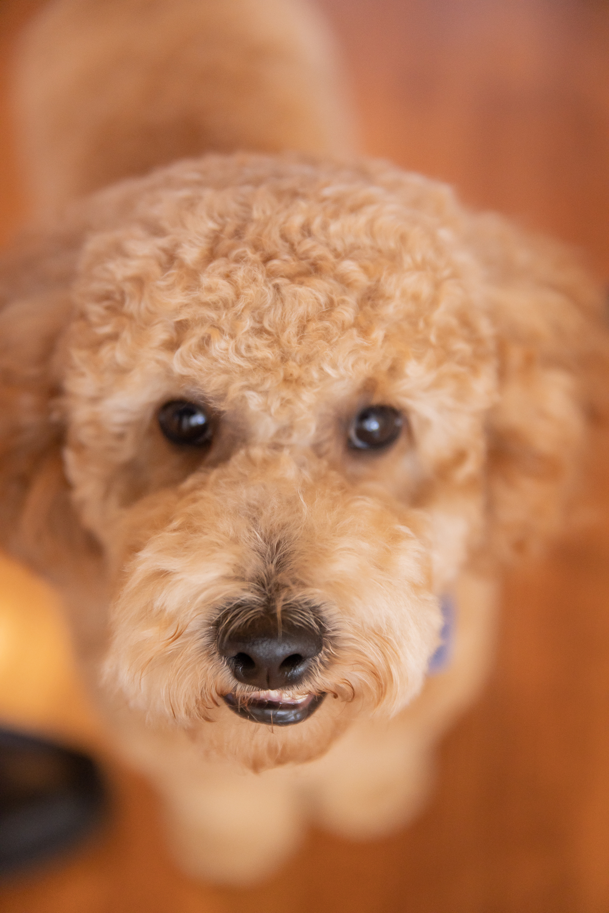 Charlie Cupcake the Mini Goldendoodle Puppy
