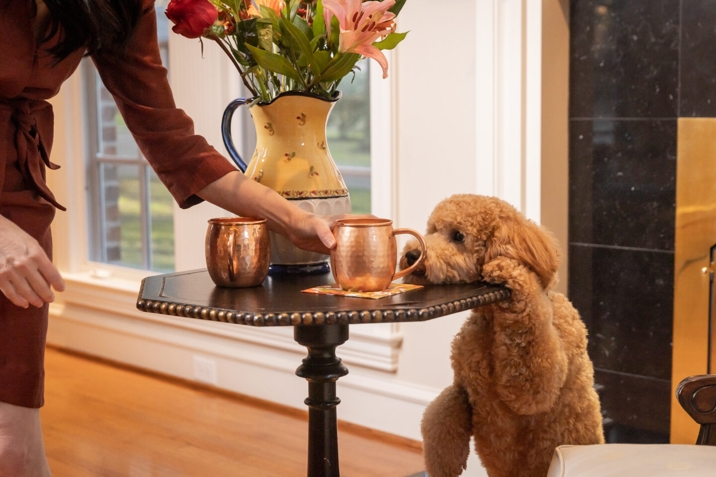 Mini Goldendoodle Tries to Drink a Moscow Mule