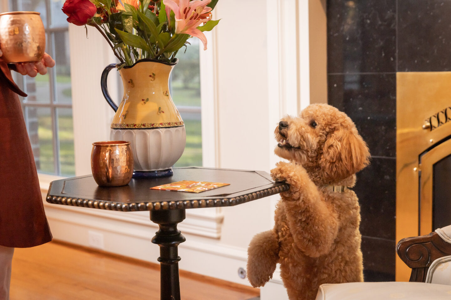 Mini Goldendoodle puppy reaching up on cocktail table.