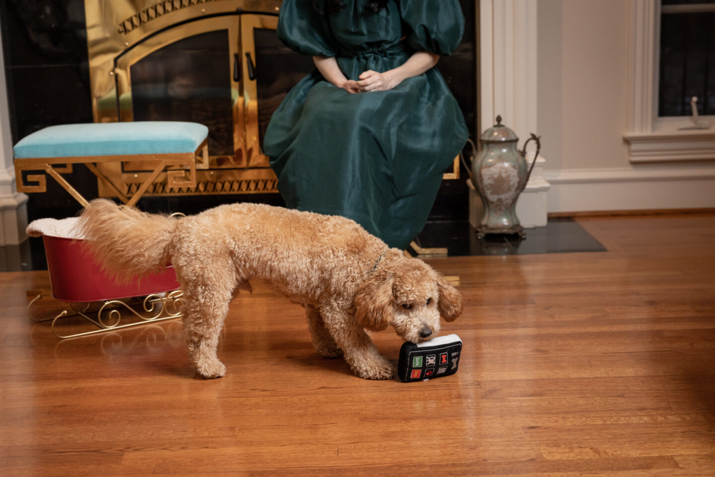 Mini Goldendoodle Puppy Plays with I Bone Dog Toy