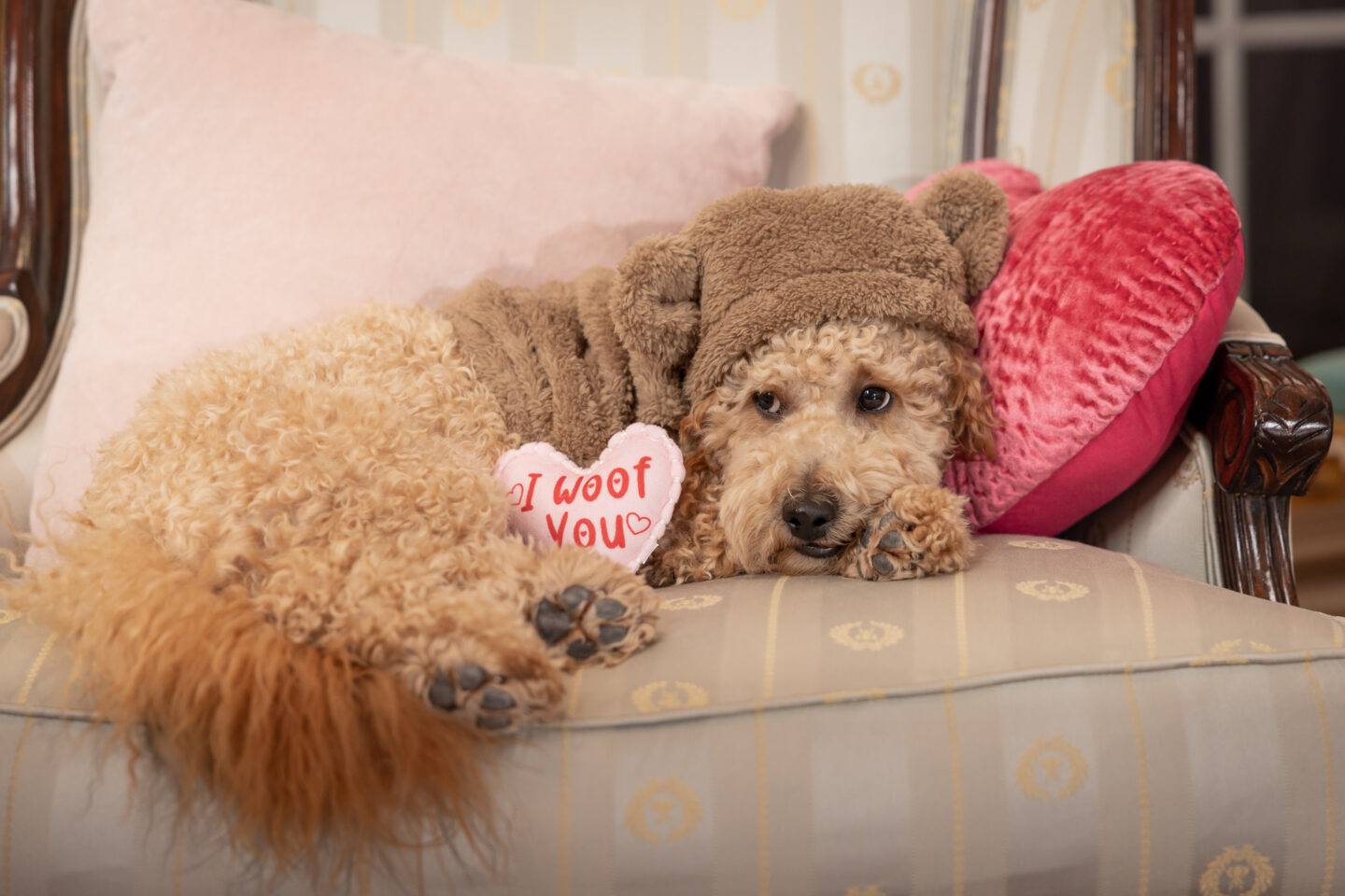 Mini Goldendoodle wearing a Teddy Bear Hoodie from Fur Baby Couture