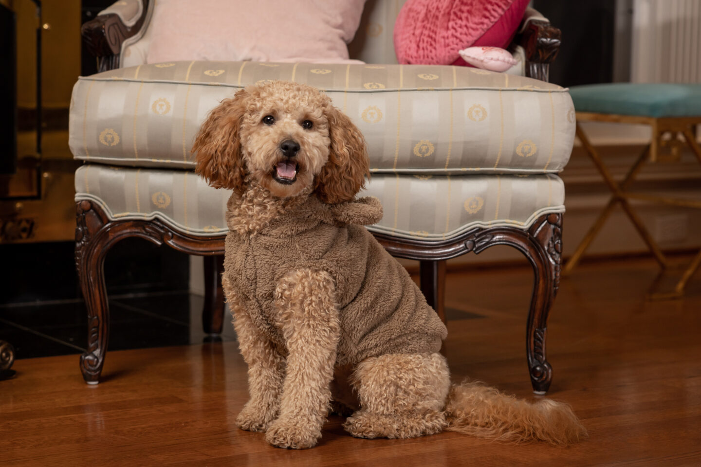 Mini Goldendoodle Charlie Cupcake wears Fur Baby Couture Teddy Bear Hoodie