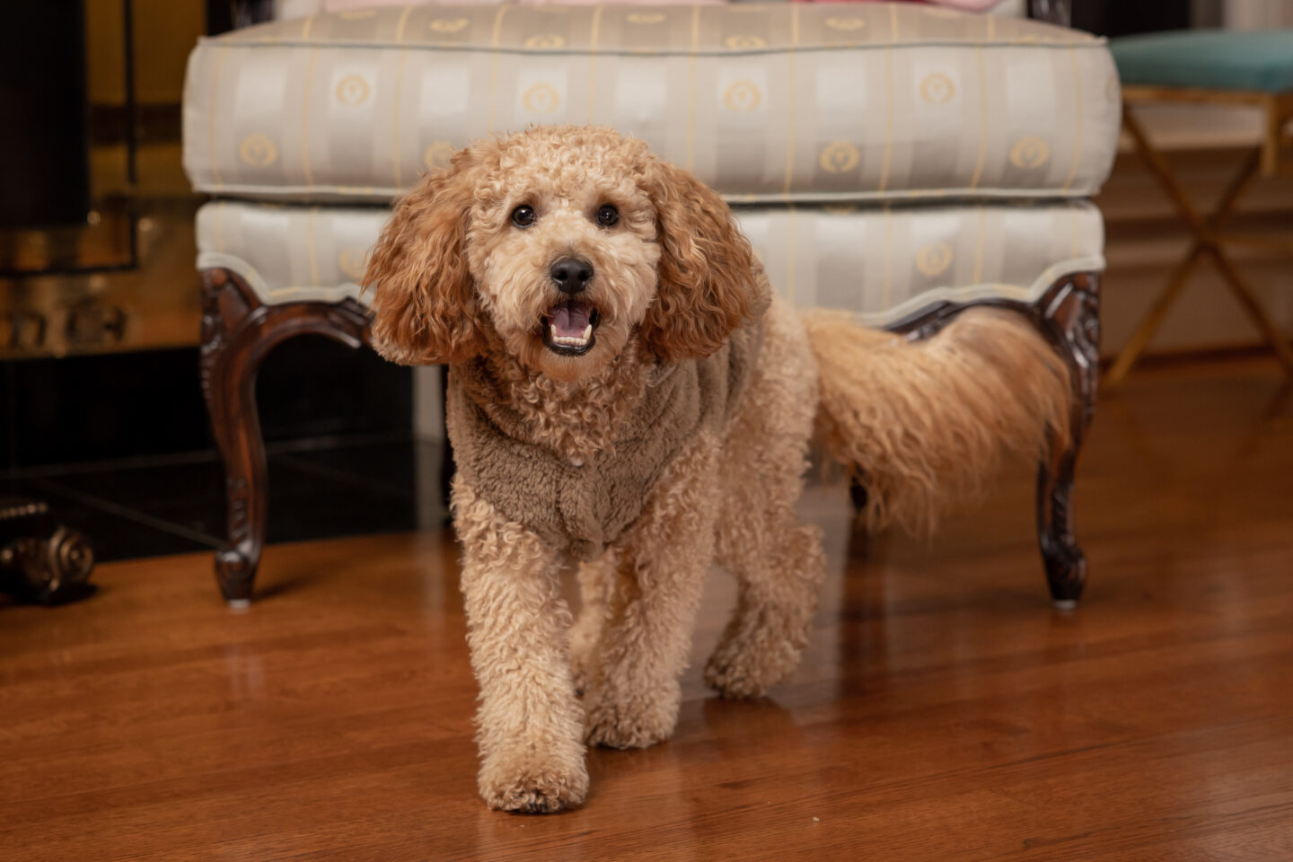 Adorable Mini Goldendoodle Puppy