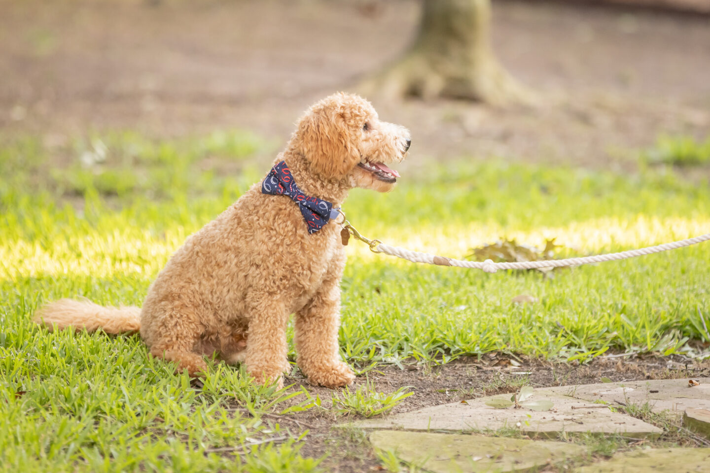 Mini Goldendoodle Puppy Wearing a bowtie for July 4th