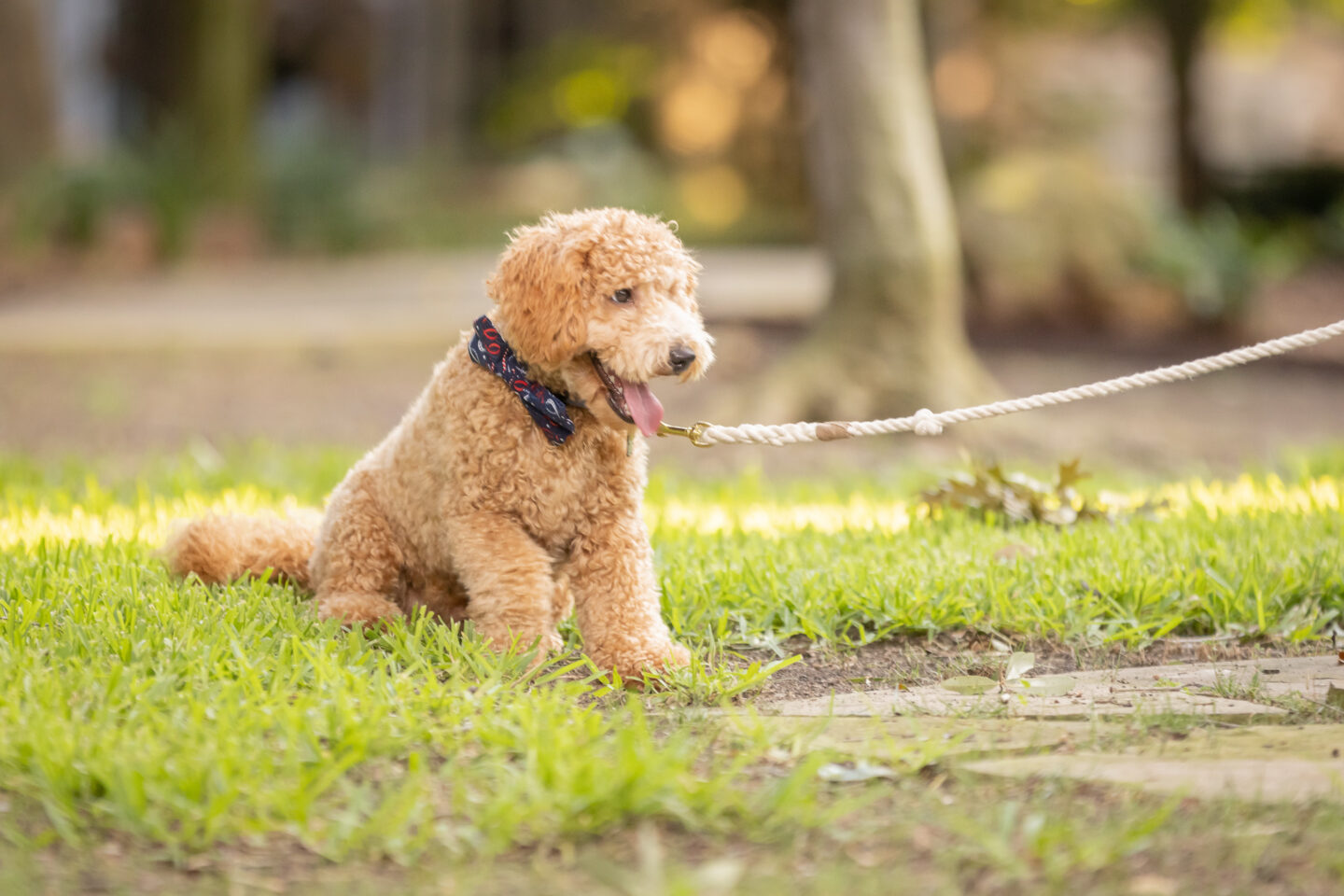 Mini Goldendoodle wearing 4th of July Bowtie