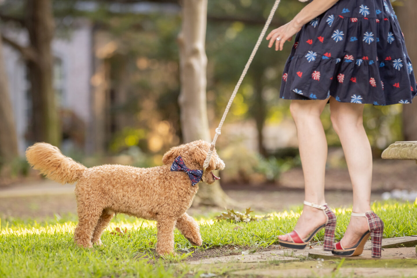 4th of July Dog Bowtie, Mini Goldendoodle Puppy,  Kiel James Patrick American Celebration Dress