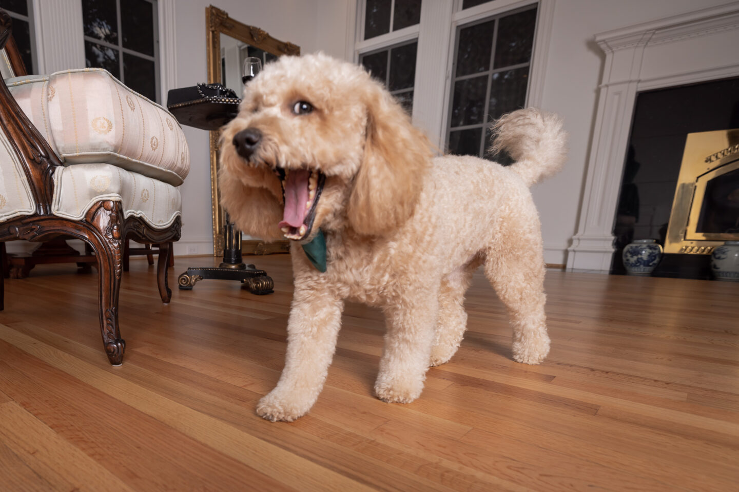 Mini Goldendoodle Charlie Cupcake in his Dallas Home