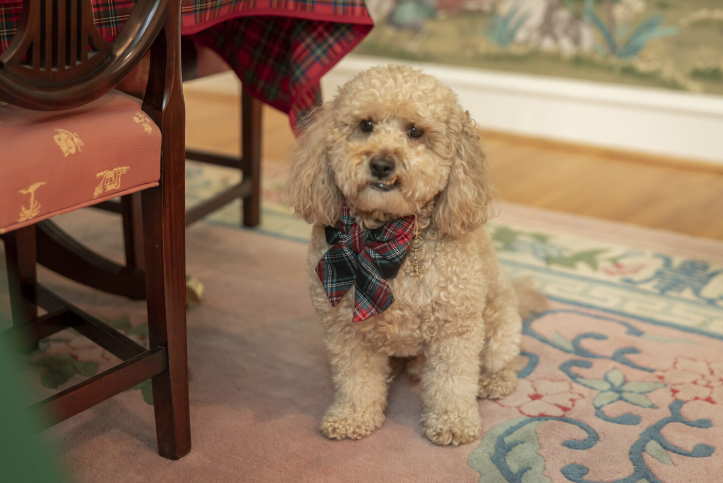 Charlie Cupcake wears The Foggy Dog x Draper James Tartan bow tie